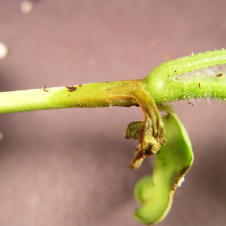Disease symptoms are often visible before and after transplanting in the field. The stem of transplants same may show water soaking. Wilting of plants followed by death of the transplants can occur.