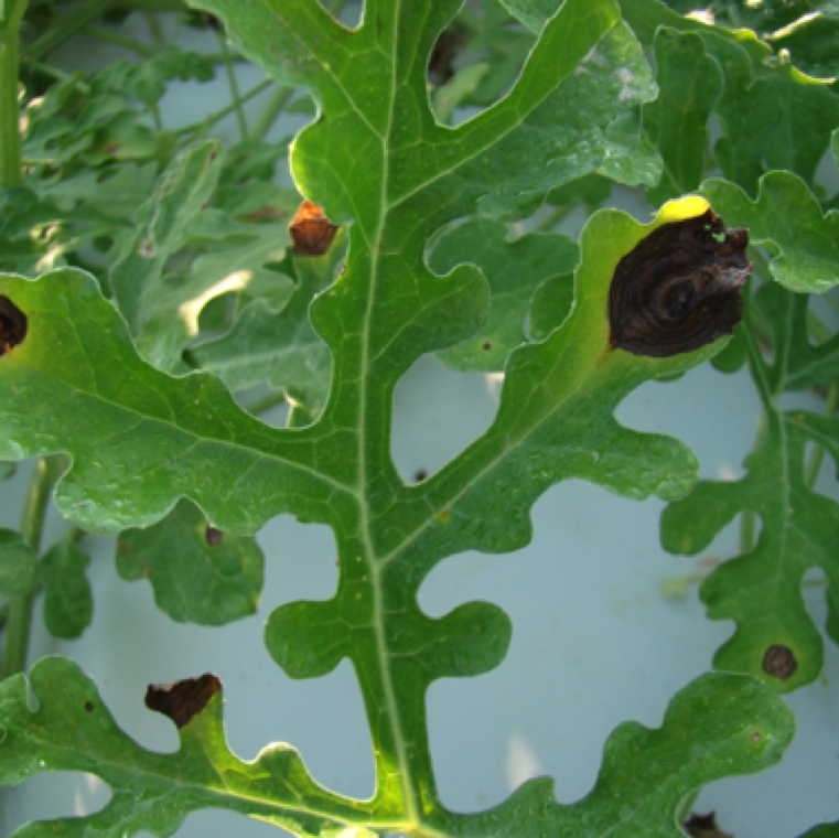 The first symptoms in the field is the necrotic regions which are round or oval with a circular pattern on the leaves where moisture retention is high as seen here on watermelon leaves.
