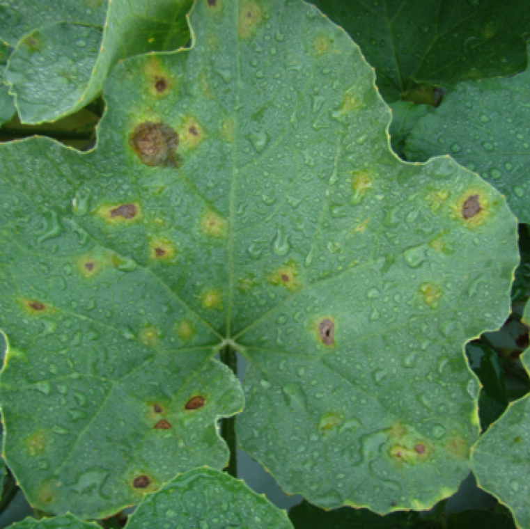 Early stage symptoms on cantaloupe is similar to watermelon. However, lesions tend to be round or irregular In shape. The brown lesions form after formation of small yellow spots.