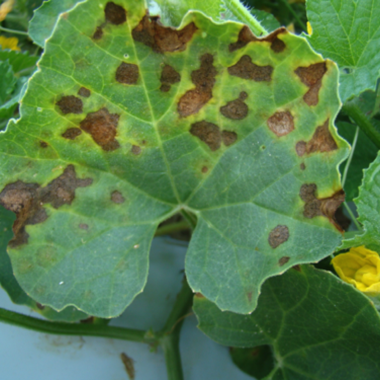 Necrotic spots merge together to form large blighted sections on cantaloupe leaves affecting photosynthesis. The leaves turn yellow rapidly and the disease spreads rapidly under ideal conditions.