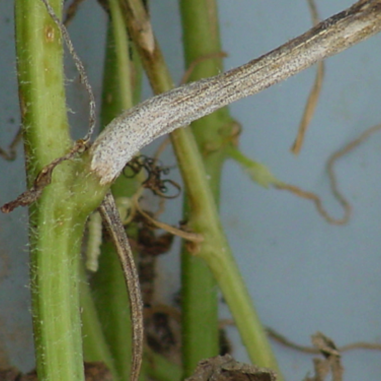 A watermelon vine with numerous black fruiting bodies. These are normally noticed during active infection and disease management becomes extremely difficult.
