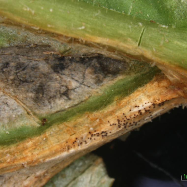 Black fruiting bodies of the fungus (pycnidia, perithecia, or pseudothecia) are often visible on the infected leaves, and serve in confirmatory diagnosis.