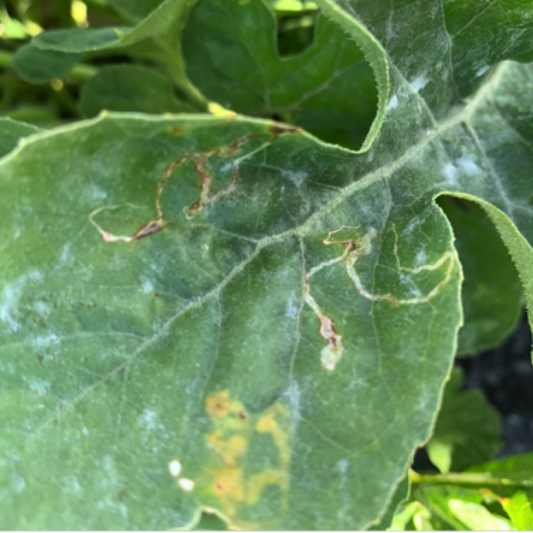 While the damage is minor in cucurbits, the damaged sections may provide a location for opportunistic pathogens to cause issues.