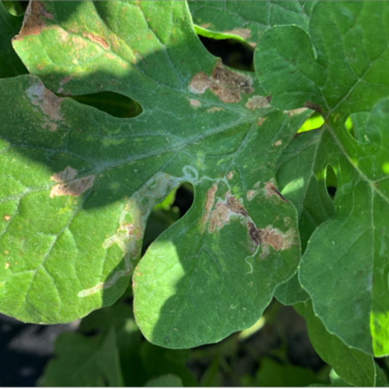 A plant with leaf miner damage and another issue (non-verified and potentially a fungal disease).