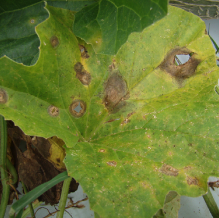 The lesions may expand and the center of the lesion breaks out making a shot hole like appearance. Lesions can merge to form large blighted sections on the leaves.