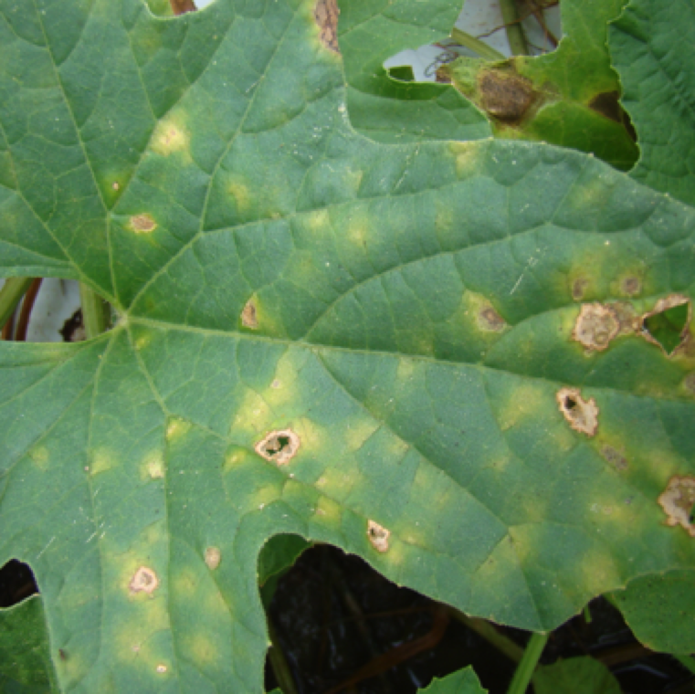 A cantaloupe leaf showing early stages of symptoms including yellow vein limited discoloration and small to large circular or irregular lesions. Wet conditions favor disease development.