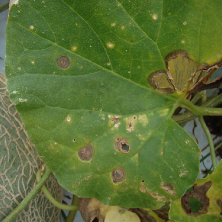 Myrothecium leaf spot can be a minor problem on cantaloupe in Florida. The disease can affect other cucurbits including watermelon, but rarely seen in Florida.