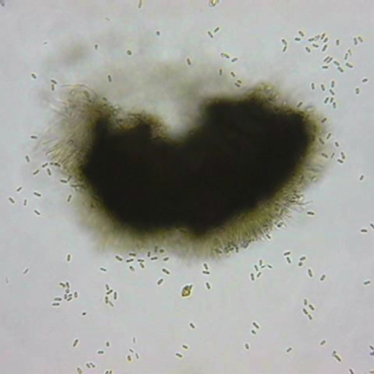 Conidia (spores) or fungi can be seen around sporodochia with numerous conidiophores. The pathogen survives in soil and can also cause stem cankers and fruit rot known as crater rot.