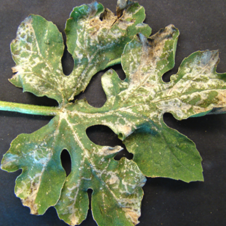 Ozone damage is a key indication of air pollution with excessive ozone levels. The damage can cause bleached appearance on cucurbit leaves as seen on watermelon here.
