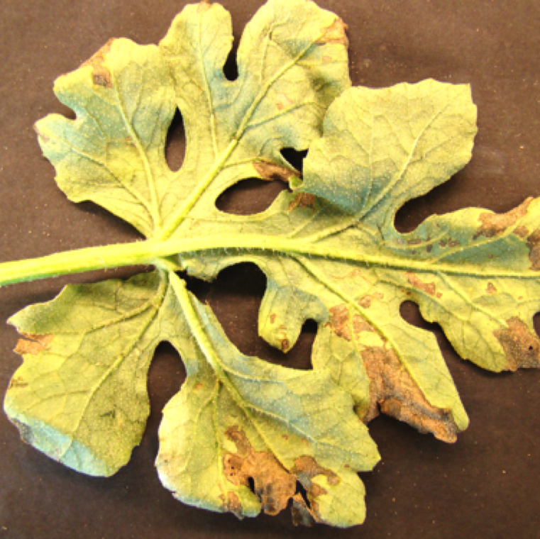 The underside of the cucurbit leaves do not normally show beached appearance. However, it may show areas with marginal to high levels of necrosis.