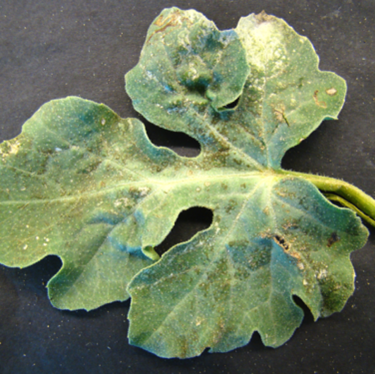 A leaf with bleached midrib and veins and edges of leaf blades. Leaves may become brittle if damage is severe and can desiccate rapidly. Typically many leaves and plants are affected at a single time.