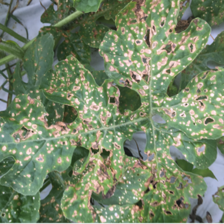 Symptoms associated with the damage can vary depending on many factors. However necrotic spots through the leaves and in sections of the field where drift occurred are commonly seen in cucurbits.