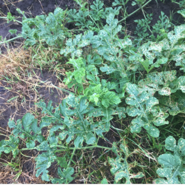 Pattern of symptoms on the weeds which were the target of application in comparison to the drifted section on watermelon in a commercial field in North Florida.