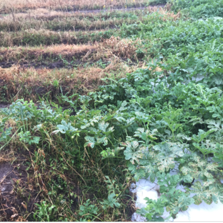 A large field section overview of the transiting phase of treated area compared to drifted area right next to each other. The damaged leaves may provide opportunistic pathogens to cause further issues.