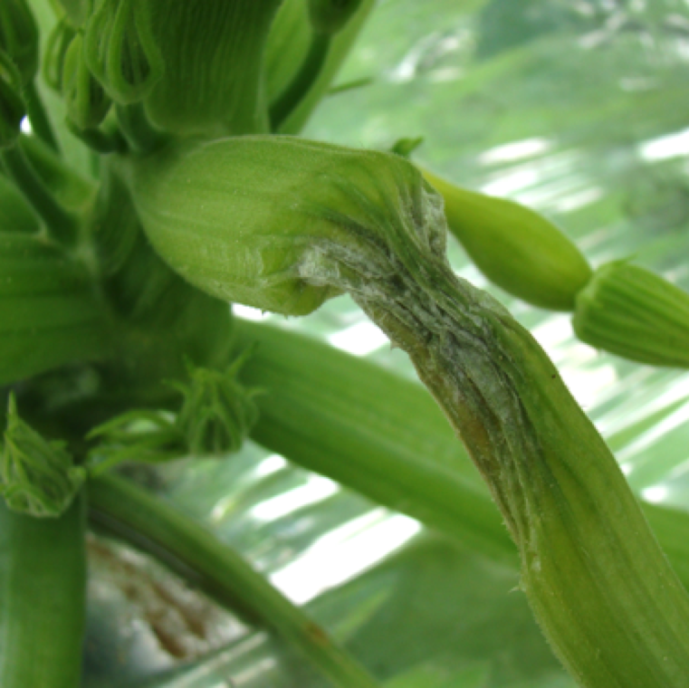 Above ground portions of the plant can also be highly infected as shown in this case where water-soaking and collapse of stem of the plants can be seen with or without visible mycelium.