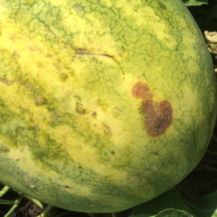 Fruits in contact with soil with the presence of the pathogen is highly susceptible. Water soaking of the fruits and brown or red blotch is an early indication of infection.