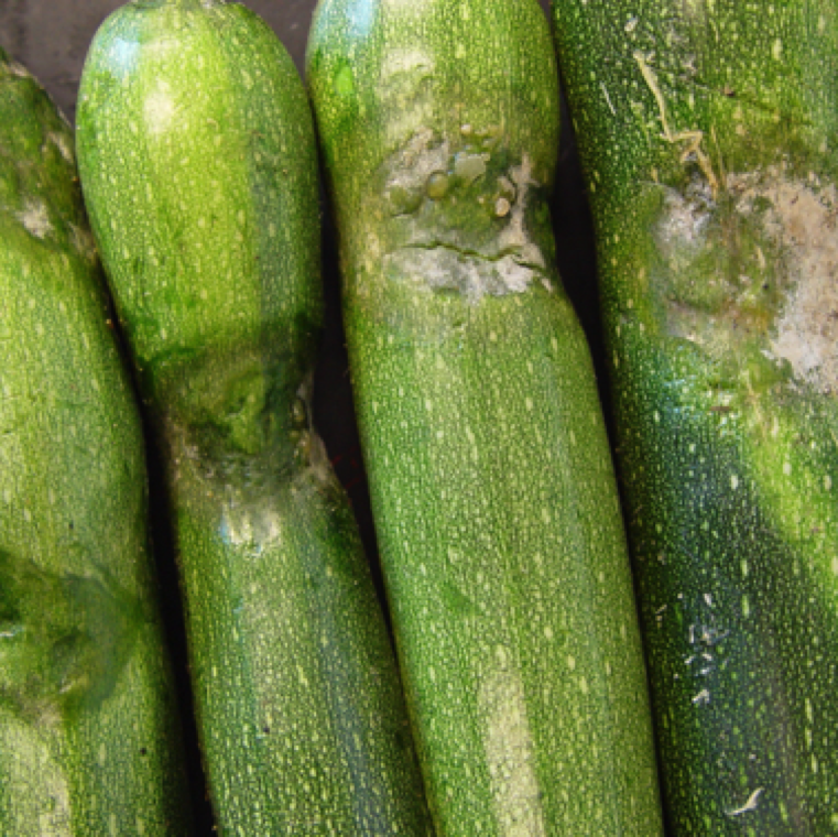 In case of zucchini, sunken water-soaked sections can be seen. Subsequently fruits can be seen with white mycelial growth. Infected fruits with no symptoms can have post-harvest decay during transit.