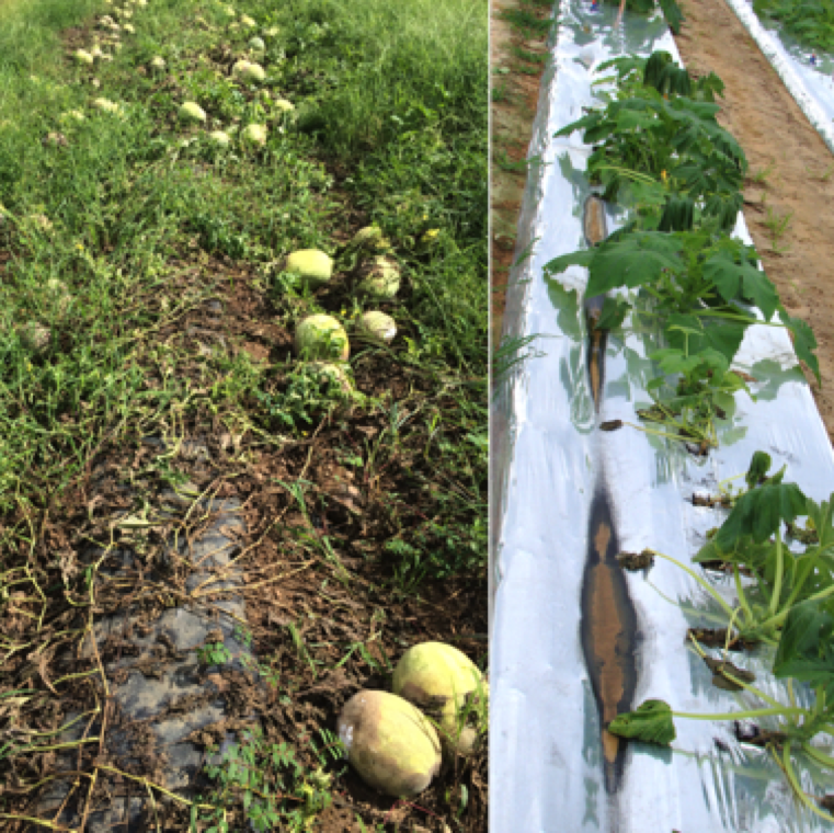 A watermelon field with 100% loss in yield due to Phytophthora fruit rot is to the left. On the right, is a research trial with plants showing wilting symptoms due to Phytopthora root and crown rot.