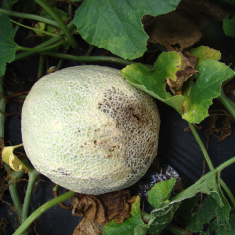 Young larvae can be found in the foliage and can burrow into the fruit causing collapse of the fruit as seen here in cantaloupe.