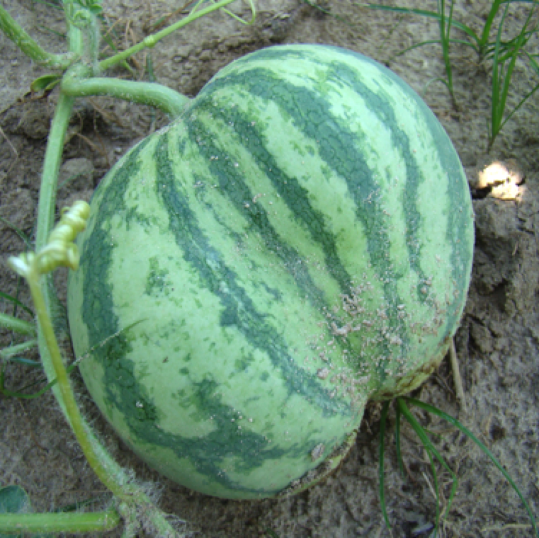 Poor pollination can lead to misshapen fruits due to the inadequate deposition of pollen by bees on all three lobes of the female flower stigma. This causes formation of misshapen fruits and seen on watermelon and cucumber.