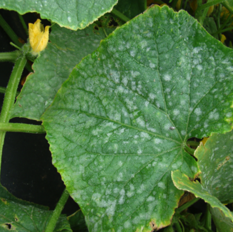 Powdery mildew is a major disease of cucurbits in greenhouse and field production. The symptom is the obvious white powdery appearance on the leaves.