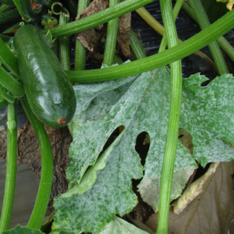 A zucchini leaf with heavy infection of powdery mildew while the fruit shows no sign of infection. There are many pathotypes (host specificity) of the fungus that infects different types of cucurbits.