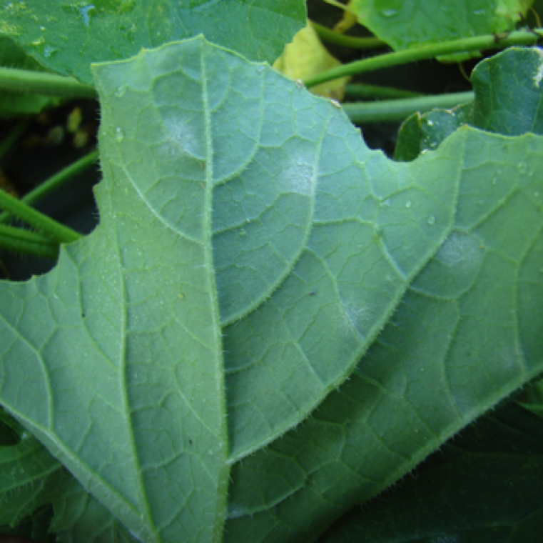 Early stages of infection on the underside of a cantaloupe leaf. Shaded leaves, and underside of the leaves can be sites of first symptom development.