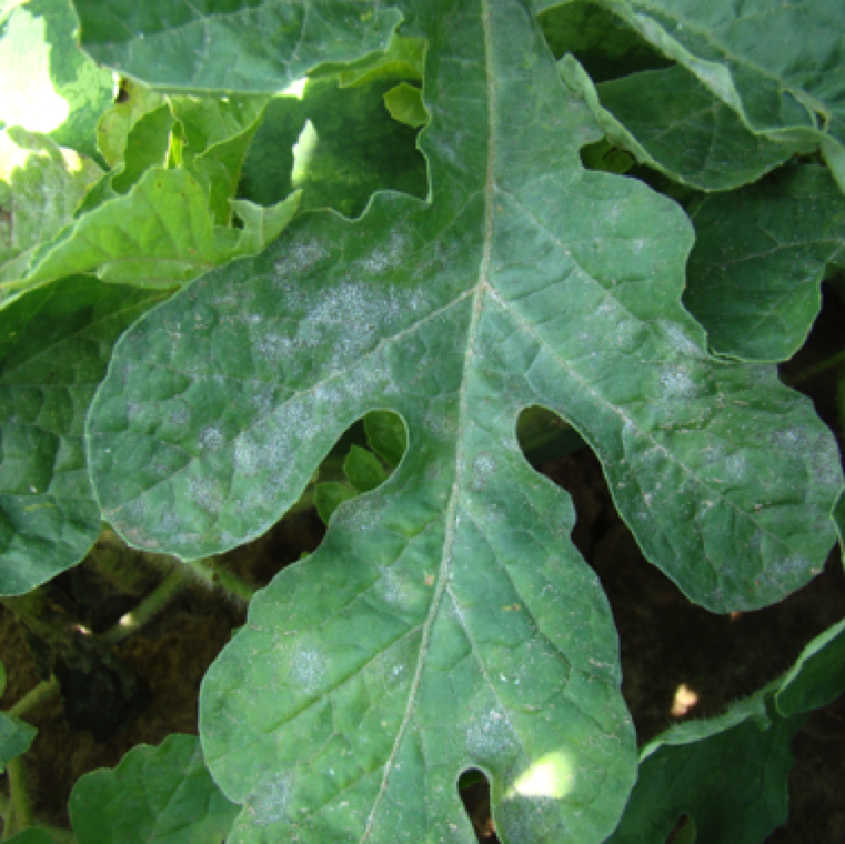 Even-though powdery mildew hasn't been prominent issue on Florida watermelon in the past, the disease is increasingly been observed in spring production in Florida.
