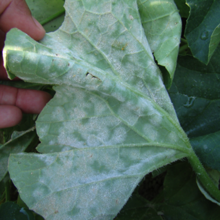 Leaves that are severely infected with powdery mildew can have high levels of white talcum like growth on the under side and some on the upper side of the leaves.