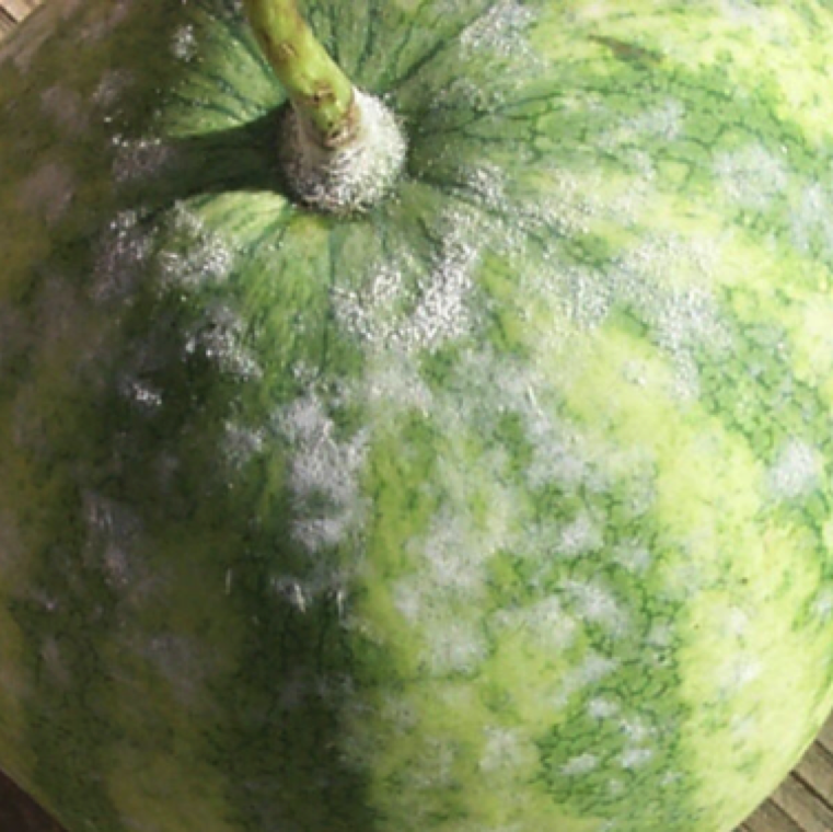 While the disease is rarely seen to affect watermelon fruits, we may see with white fluffy growth on fruits at times. This affects the marketability of fruits.