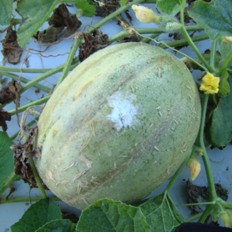 The disease can also affect cantaloupe fruits and symptoms are similar to that on watermelon fruits. In some cases, fruit symptoms are noticed in the absence of leaf symptoms.