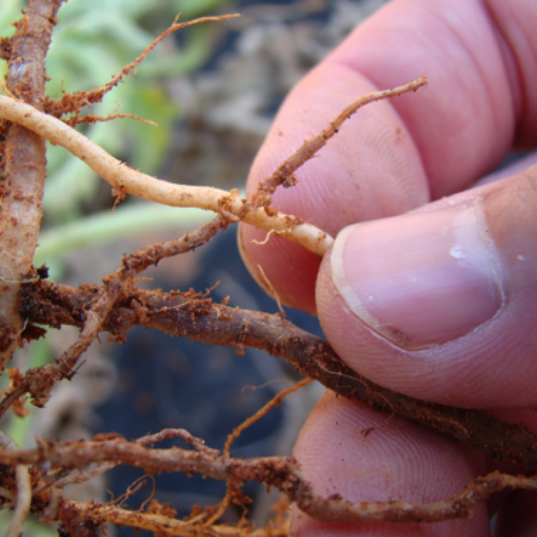 Comparison of healthy and infected roots. The pathogen can infect the plant at any growth stage. Free soil moisture and cooler conditions are ideal for pathogen infection.