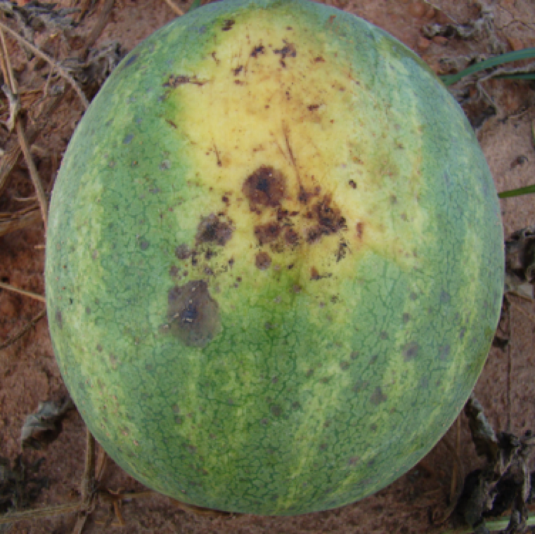 Belly rot is a symptom with the region of the fruit that touches with the soil showing water soaked lesions. Lesions may also have crater like appearance with or without a radial crack.