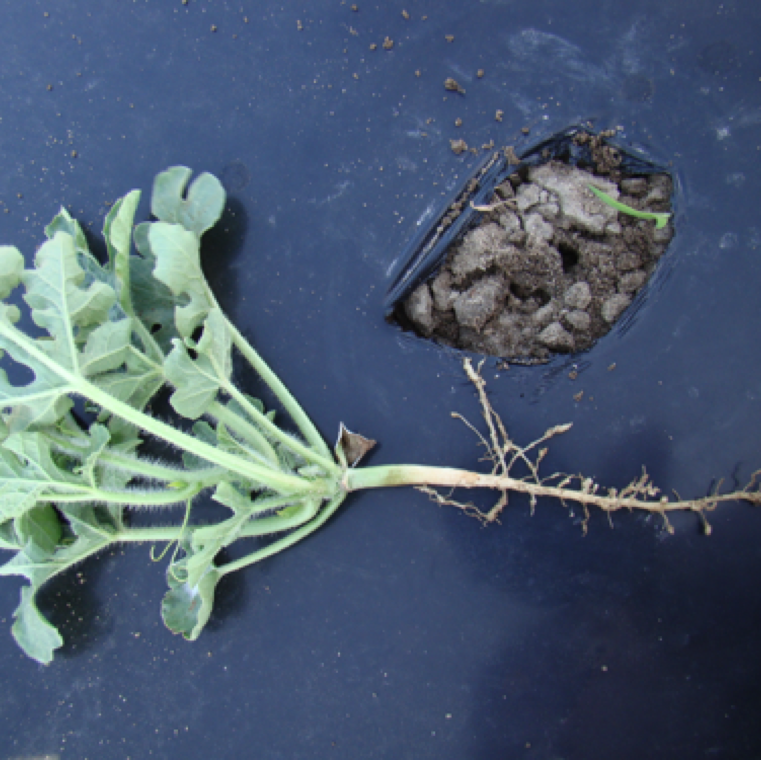 Early loss of seedling vigor could be due to root knot nematodes as in this scenario. The plants can wilt under high levels of root knot nematodes soon after transplanting.