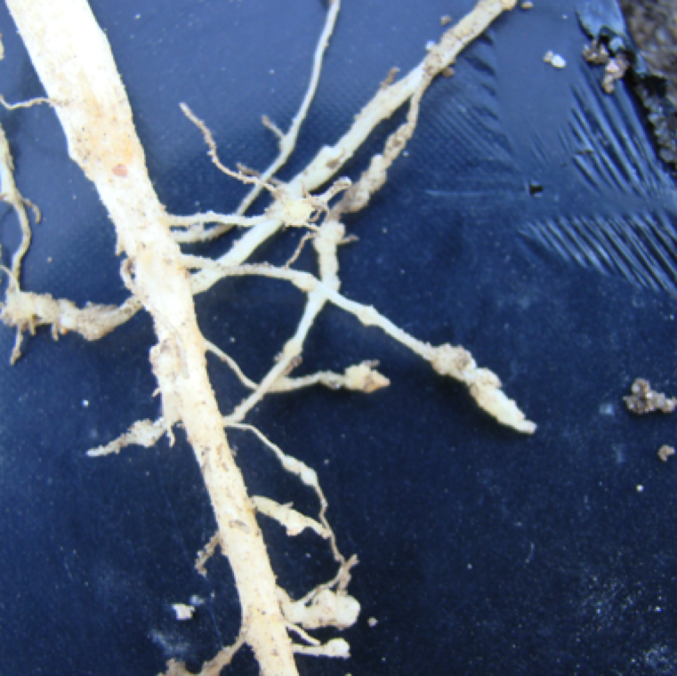Careful examination of the roots will show small, medium and large galls which is the characteristic symptom of the infection from the nematode species.
