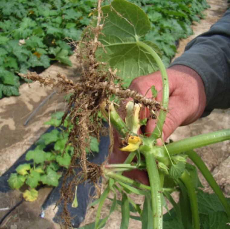 A severely infected planting bed (background) with yellowing and stunting of squash plants. The pulled plants had heavy galling indicating root knot nematode damage.