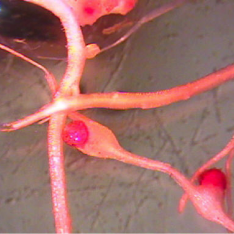 Staining of roots showing egg masses on root galls at the densely dyed area. The egg masses contain 1000s of eggs from which the infection cycle continues.