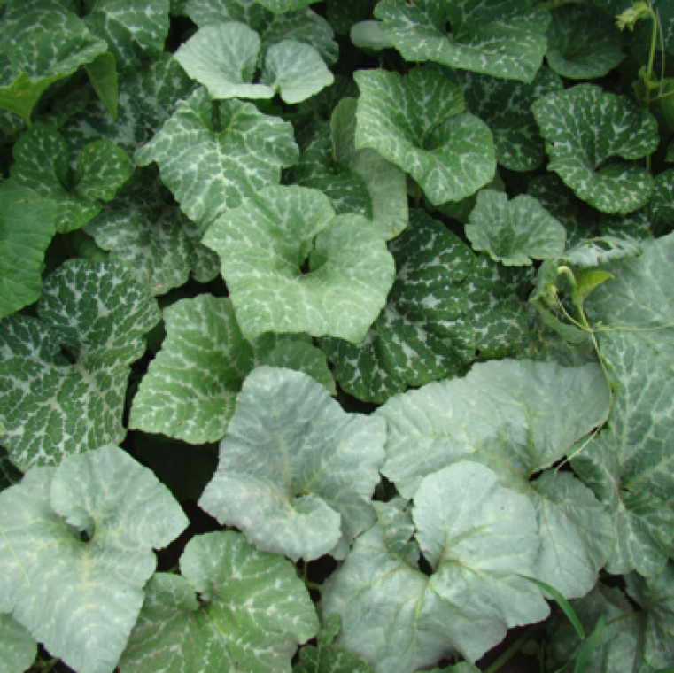 Unique silvering of the leaves is the characteristic symptom induced by feeding of immature stages of silver leaf whitefly which releases a toxin inducing the unique pattern on the leaves.