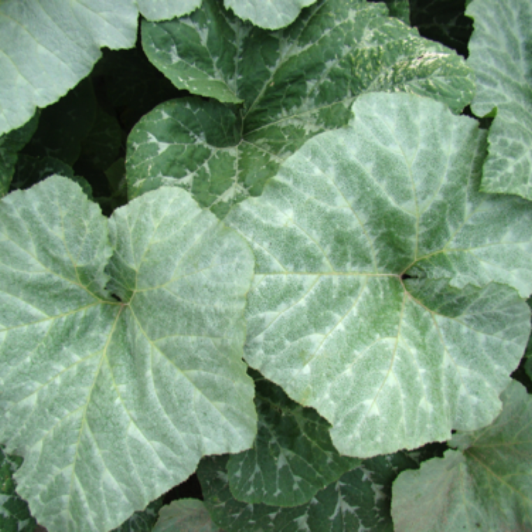 Developing leaves have a silvery appearance from the leaf veins and moving outward. Heavy feeding of whiteflies can cause complete silvering of the leaves.