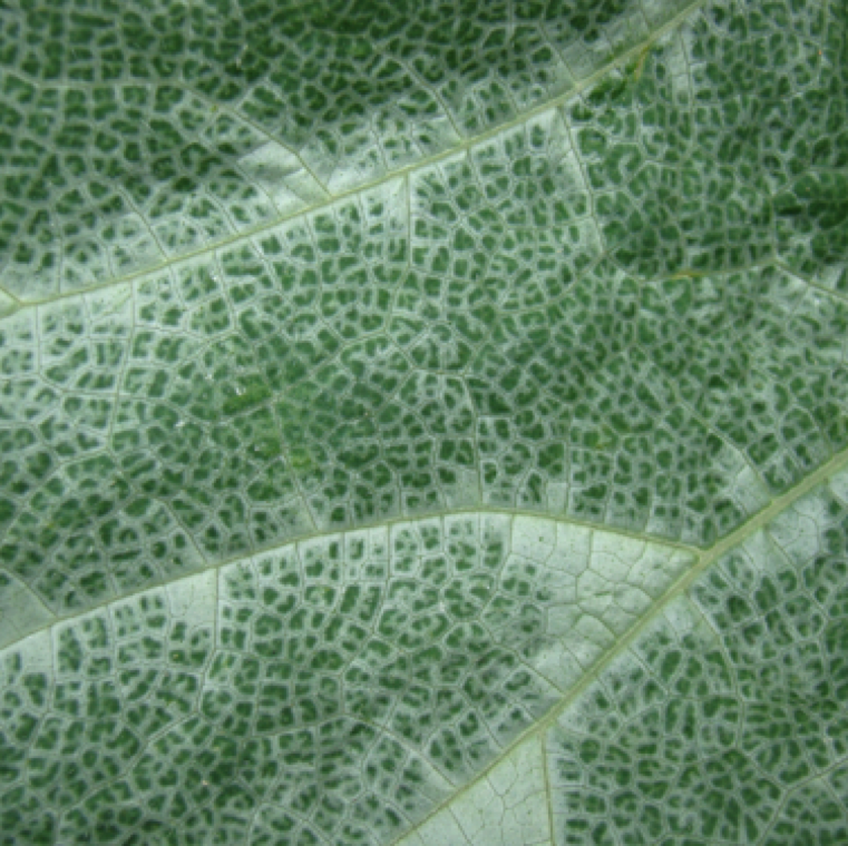 A close-up of symptoms of silvering on an affected pumpkin leaf. Symptoms of silvering is normally seen in summer or fall cucurbit production in Florida when whitefly numbers are very high.