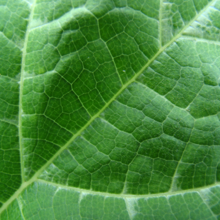 Natural appearance of leaves on an unaffected pumpkin leaf. These leaves show light markings by veins which are natural and the extend of which may vary between different varieties.