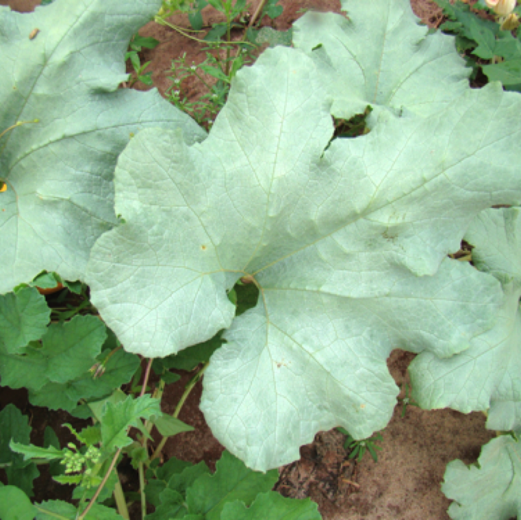 Complete leaf silvering on squash leaves. Period of harvesting of cotton and peanut also is a typical period in north Florida when silvering is noticed more in cucurbits due to movement of whiteflies.
