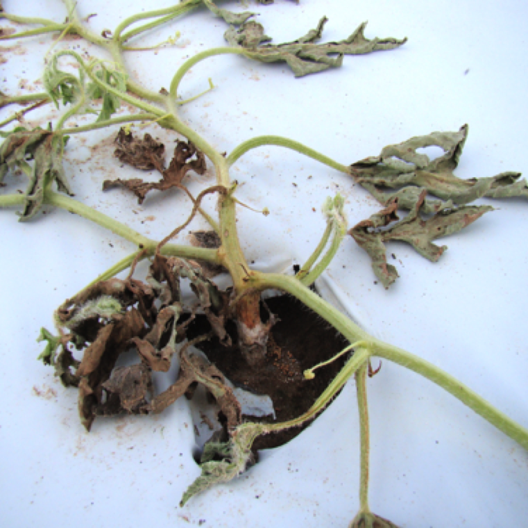 Wilting symptoms resemble that of Fusarium wilt, but upon careful examination you may find white mycelial growth and mustard like reproductive bodies called sclerotia on the soil and on the stem.
