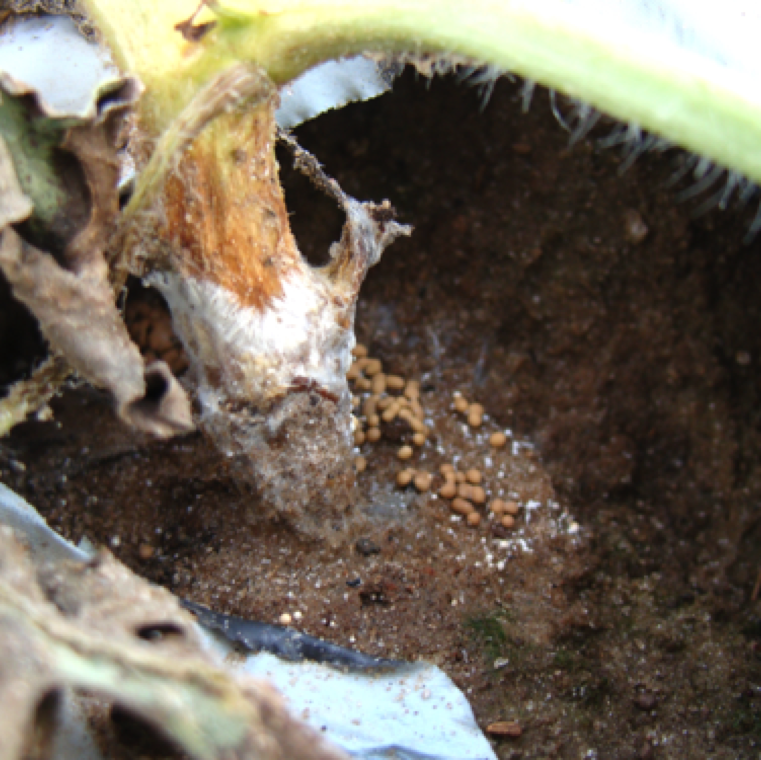 Mycelial growth affected the base of the plant restricted flow of water to the plants and brown matured sclerotia can be seen on the stem and on the top of the soil.