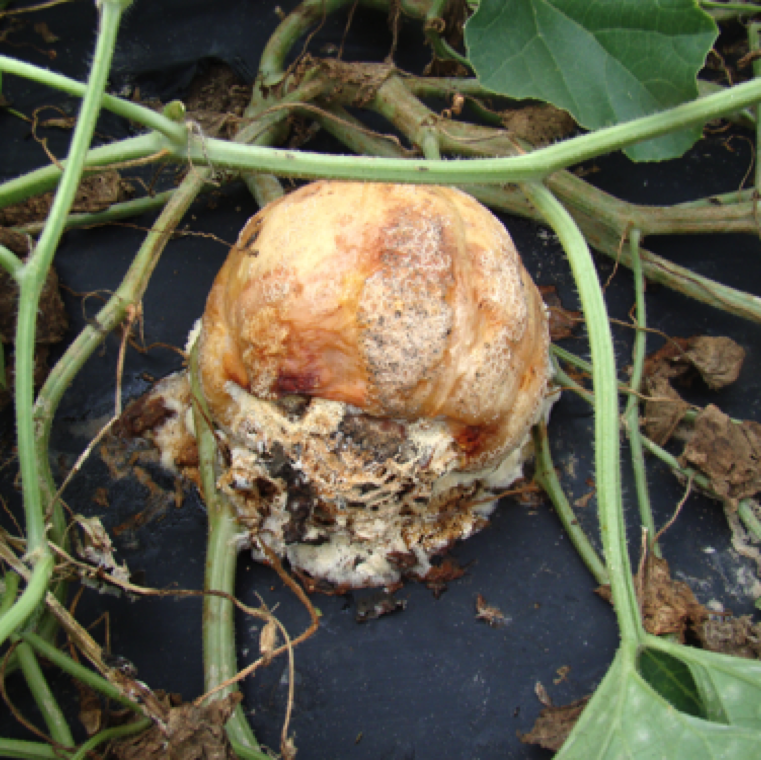 Southern blight affects fruits directly and causes a white mycelial growth on the underside of the fruit leading to severe fruit rot on cucurbits as seen in this case on cantaloupe.