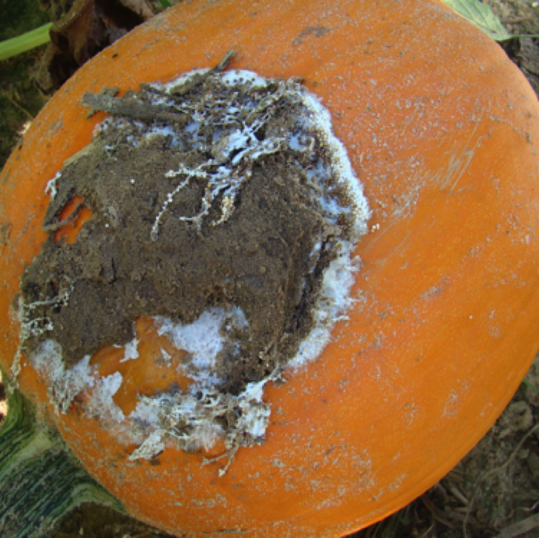 A pumpkin fruit affected by southern blight. Typical symptom in this case is white fungal mycelial mat on the rind area touching the soil, and small white to cream colored sclerotia.