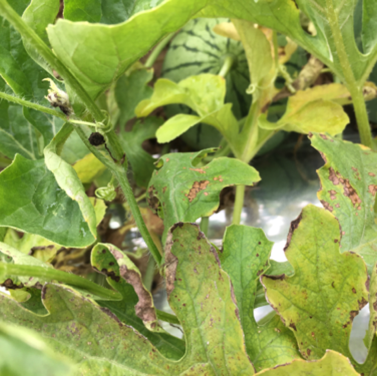 Spider mite damage can start with tiny reddish brown spots on the leaves and overall yellowing of leaves of cucurbits. The symptoms start appearanign in hotspots in the field.
