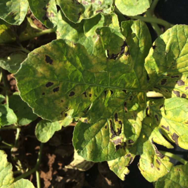 The necrotic sections and yellowing around the lesions and the entire may look similar to later stage symptoms of Cucurbit leaf crumple virus infection.