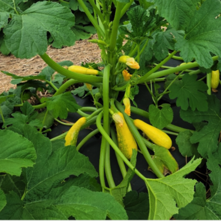 The disease is not commonly seen on squash in Florida. However, when the disease has become an issue, the affected fruits are not marketable and significant losses can happen for growers.