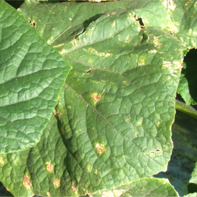 Target spot can cause major damage on cucumber. The symptoms start as small round lesions on older leaves.